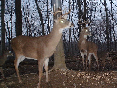 Eight and nine point whitetail bucks